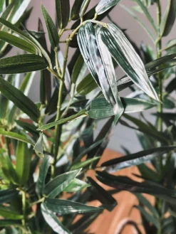 Bambus i potte 110cm