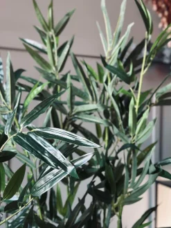 Bambus i potte 110cm