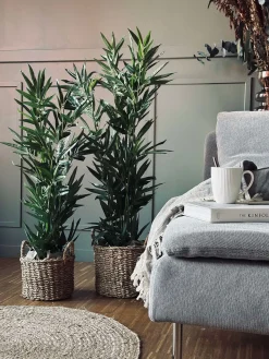 Bambus i potte 110cm