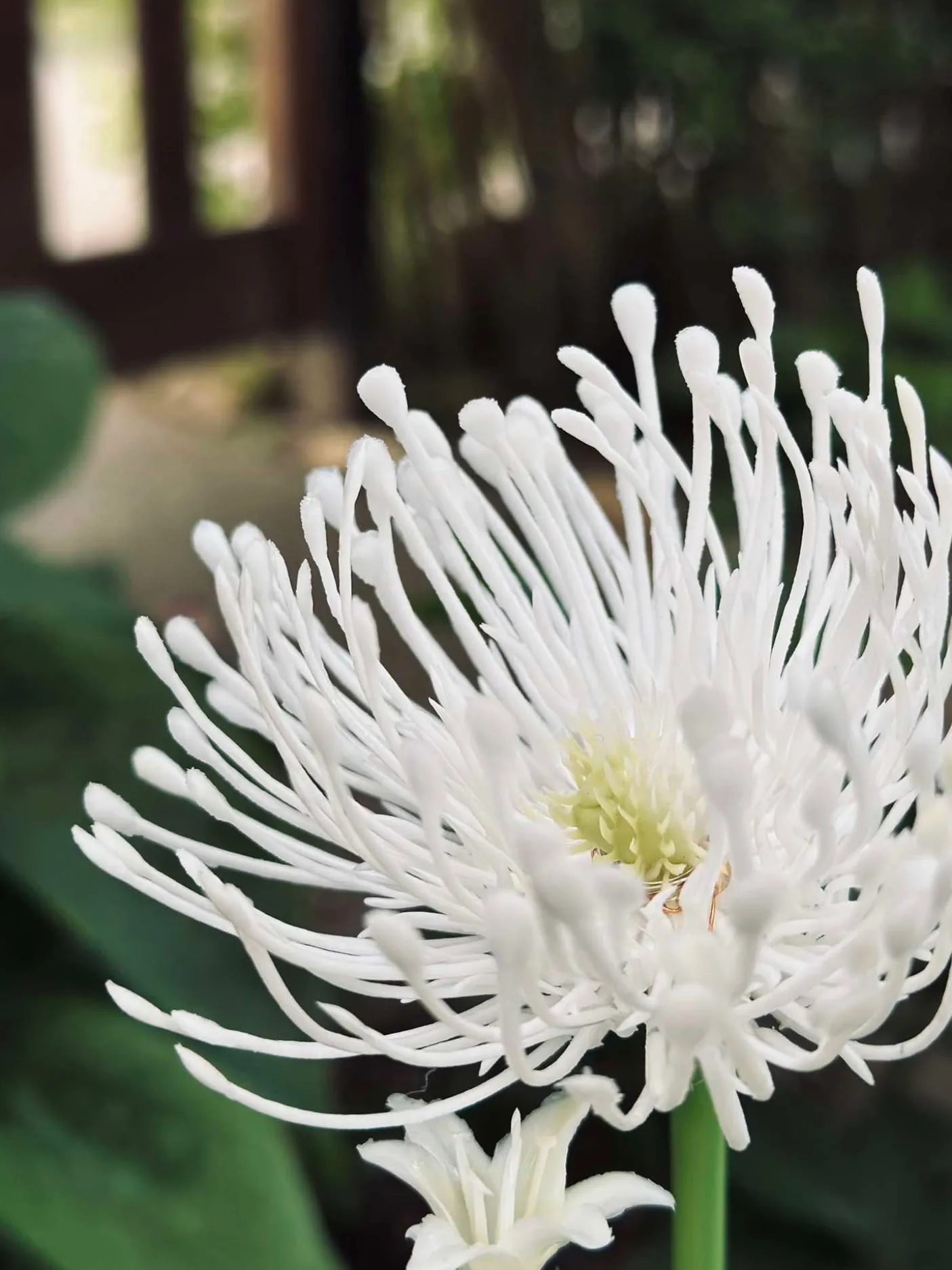 Blomst med solceller - Spider Lili hvid