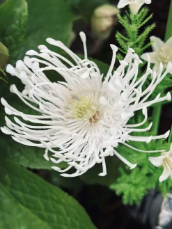 Blomst med solceller - Spider Lili hvid