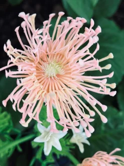 Blomst med solceller - Spider Lili rose