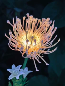 Blomst med solceller - Spider Lili rose