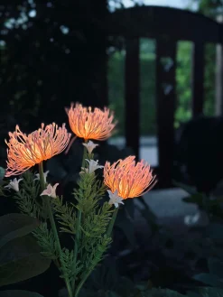 Blomst med solceller - Spider Lili rose