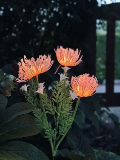 Blomst med solceller - Spider Lili rose