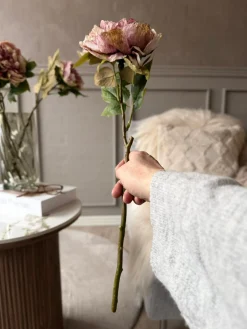 Blomst Pæon - Antik Cream / rosa