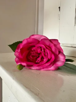 Blomst Rose Mørk pink