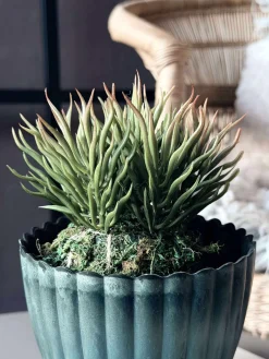 Blomst sukkulent moskugle