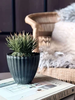 Blomst sukkulent moskugle