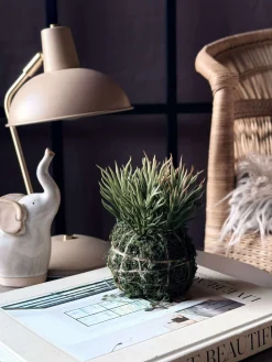 Blomst sukkulent moskugle