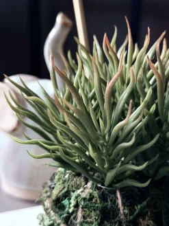 Blomst sukkulent moskugle