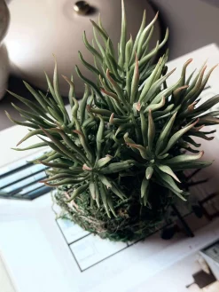 Blomst sukkulent moskugle