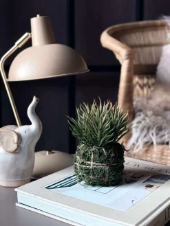 Blomst sukkulent moskugle