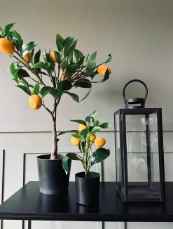 Citrustræ – Lille