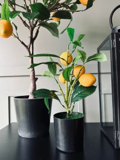 Citrustræ – Lille