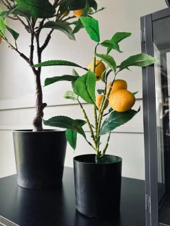 Citrustræ – Lille