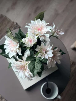 Dahlia i potte - Hvid
