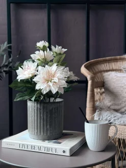 Dahlia i potte - Hvid