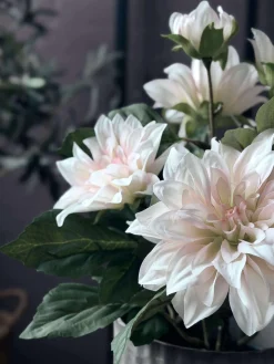 Dahlia i potte - Hvid