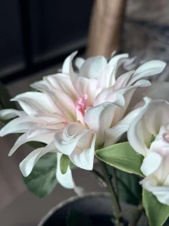 Dahlia i potte - Hvid