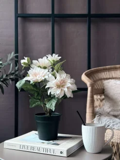 Dahlia i potte - Hvid