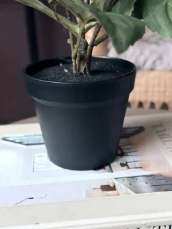 Dahlia i potte - Hvid