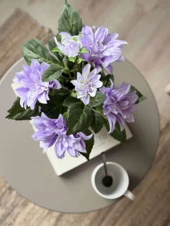 Dahlia i potte - Lilla