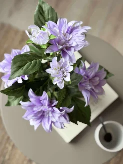 Dahlia i potte - Lilla