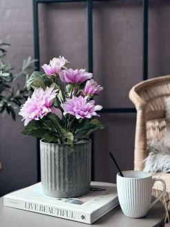 Dahlia i potte - Lyserød