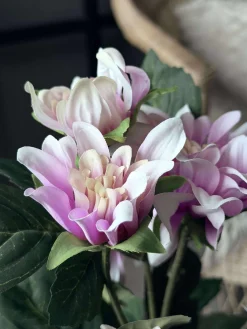 Dahlia i potte - Lyserød