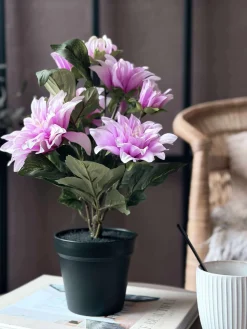 Dahlia i potte - Lyserød