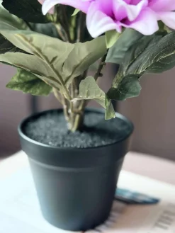 Dahlia i potte - Lyserød