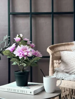 Dahlia i potte - Lyserød