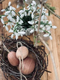 Æg i massiv bøg – Lille