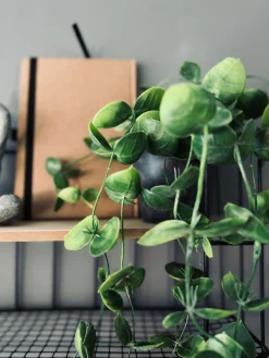 Hængeplante - Fresh green