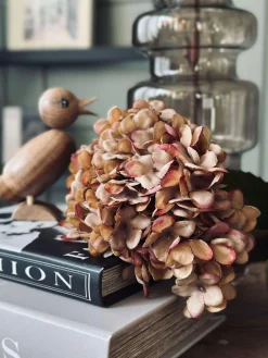 Hortensia - Brændte farver