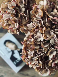 Hortensia - Brændte farver