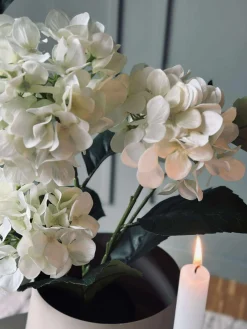 Hortensia i potte - Hvid