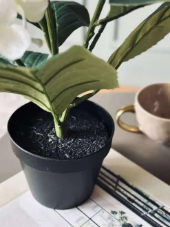 Hortensia i potte - Hvid