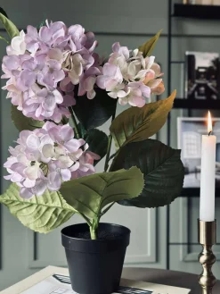 Hortensia i potte - Syren