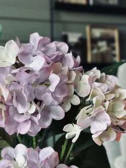 Hortensia i potte - Syren