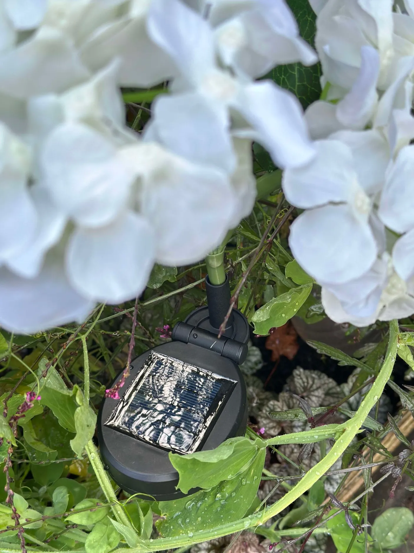 Hortensia med solceller - Hvid