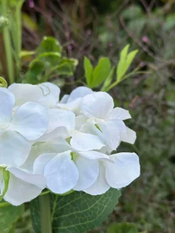Hortensia med solceller - Hvid