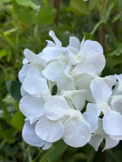 Hortensia med solceller - Hvid