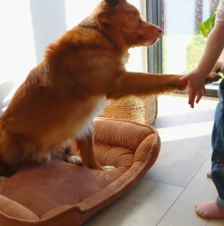 Hundekurv i fløjl 70x52cm