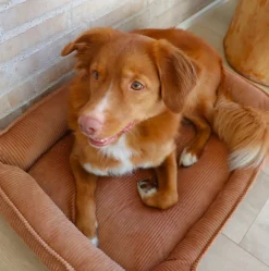 Hundekurv i fløjl 70x52cm