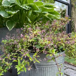 Kork bark til dekoration - Brændt