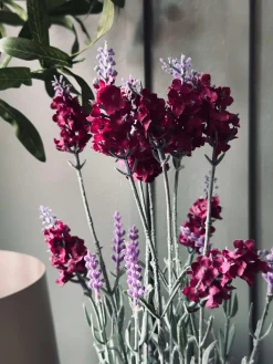 Lavendel 40cm - Hindbær