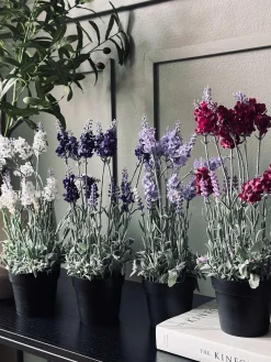 Lavendel 40cm - Hindbær