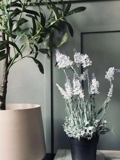 Lavendel 40cm - Hvid